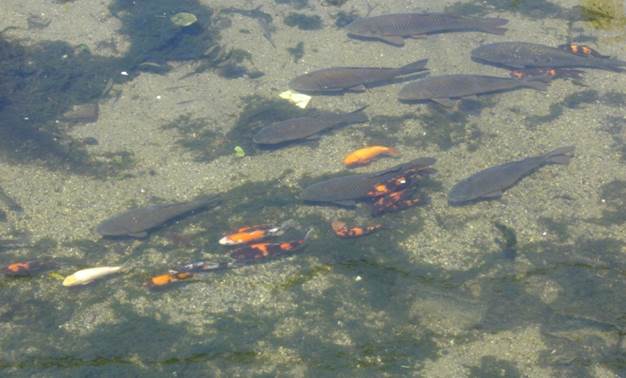 魚(yú)回到河里